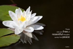 quotes gautama buddha