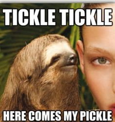 laughing so hard funny sloth sloth meme humor creepy sloths sloths ...