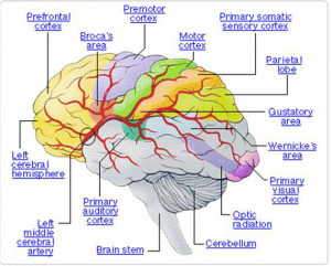 ... Bible and Neuroscience (Study of Nervous System, Including the Brain