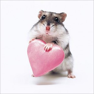 Hamster In love NEO VISION