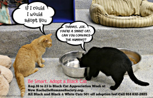 ... Adoption images will be available to share on Facebook via our Cat