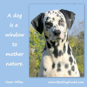 One of my favorite #dog quotes by the 
