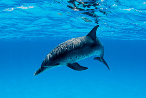 Spottedolphin
