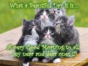 ... morning images funny good morning cat good morning animal quotes funny