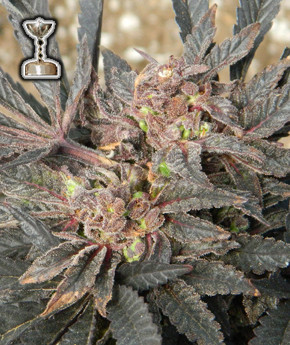 Grape Ape Yield Picfly Html
