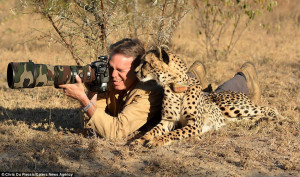 非洲猎豹跟随摄影师拍照【3】