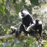 Hidden Gem in Rwanda Visiting Chimps in Nyungwe Forest Rwanda ...