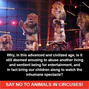 No circus quotes | Just say No | Quotes : circus, zoo, entertainment ...