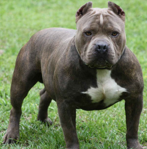 Images, Pics, Photos and Pictures of American Pit Bull Terrier :