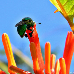 ... Bee slurping nectar on Firebush. Frenchman's Forest Natural Area, Palm