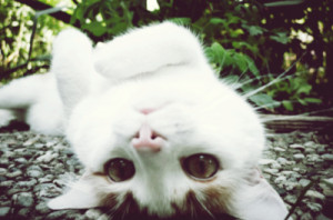 Favim Big Eyes Cat Cute Kitten
