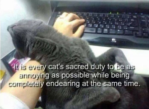 Every cat's sacred duty.. :)