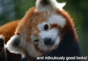 ... OC that’s important to me, my passion for red pandas!!!! - Imgur