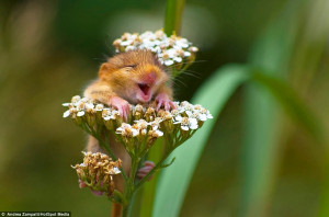 ... dormouse who can't hide his delight that spring is finally here