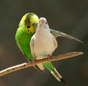 PARAKEETS - LOVE BIRDS