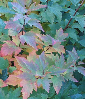 Early Fall Colors HD Wallpaper