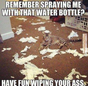 Cat memes – Remember spraying me?