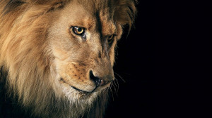 Full View and Download Sad Lion Wallpaper with resolution of 1920x1080 ...