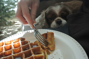 Related Pictures begging for food