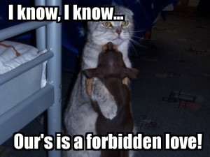 Forbidden Love Lolcats Image