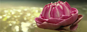 Magic Photo: Pink-Lotus-Nature-Facebook-Cover-Photo