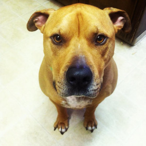 Positively Pit Bull: Meet Ruca!