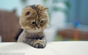 Haircut turns Persian cat into mini lion