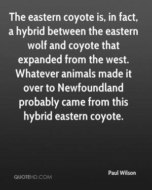 The eastern coyote is, in fact, a hybrid between the eastern wolf and ...
