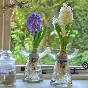 Hyacinth Bulb Vase