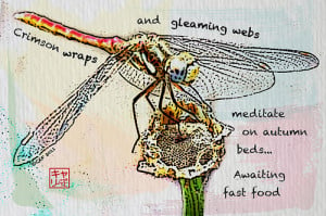 dragonfly sayings and quotes