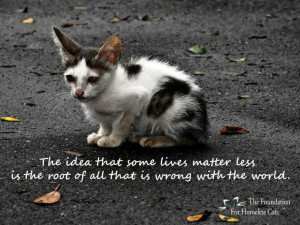 live in an area with so many stray animals...