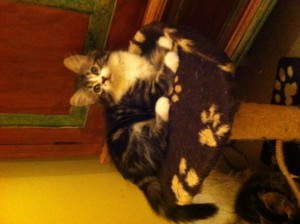 ... hampshire currently cheap homeowners quotegreat rates top insurance