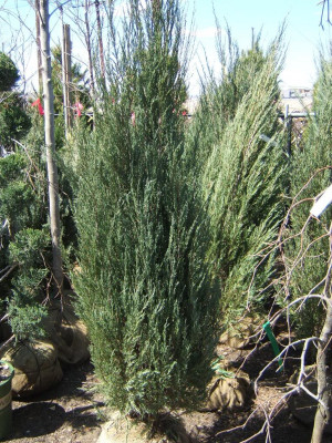 Skyrocket Juniper Photo Dscf