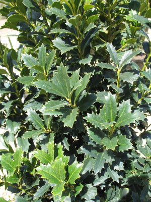 Fast Growing Holly Shrubs For Privacy