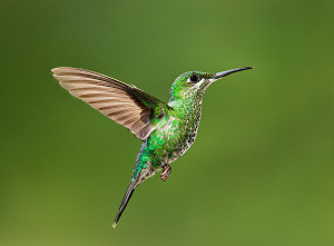 Colorful Hummingbird In Flight Hummingbird In Flight