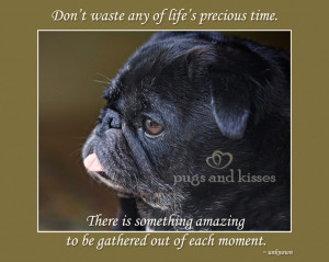 ... Pugs and kisses we are four adorable pugs here to spread joy and