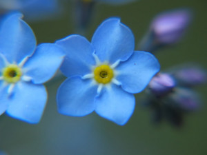 Flowers Blue Forget-Me-Not