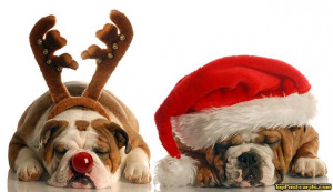 Pets Holiday greeting cards, Animals - Animals - Christmas - Holidays ...