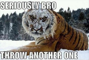 ... tiger face expressions . tigers in snow. tiger quotes. angry tiger