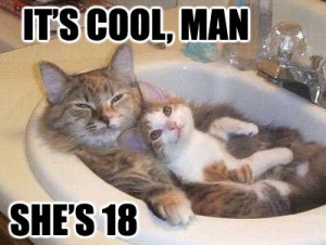 Funny cat life, cats life fun, funny cat images, image of funny cat ...