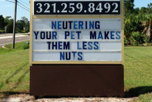 series of humorous but racy signs outside the Eau Gallie Veterinary ...