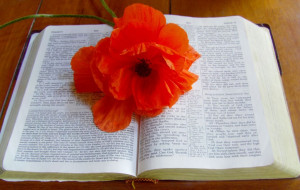 My Bible with a flower - Image Page