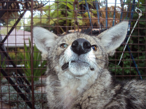 Glendale Coyote Trapping & Removal, Coyote Removal in Gledale