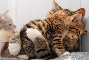 Mother cat holding her kitten because a hug is worth a thousand words