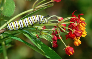 Milkweed Book Quotes Clinic