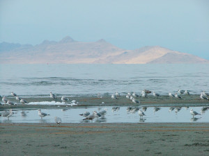 ... thought to be a dead lake, the Great Salt Lake is filled with life