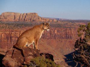 Labels: Carnivore » Cougar » Mammal