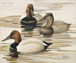 peterson_roger_tory-male_and_female_redhead_ducks~OM67b300~10603 ...
