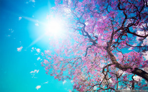 beautiful spring nature desktop wallpaper download beautiful spring ...