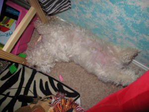 QUOTES ABOUT THE BALD EAGLE